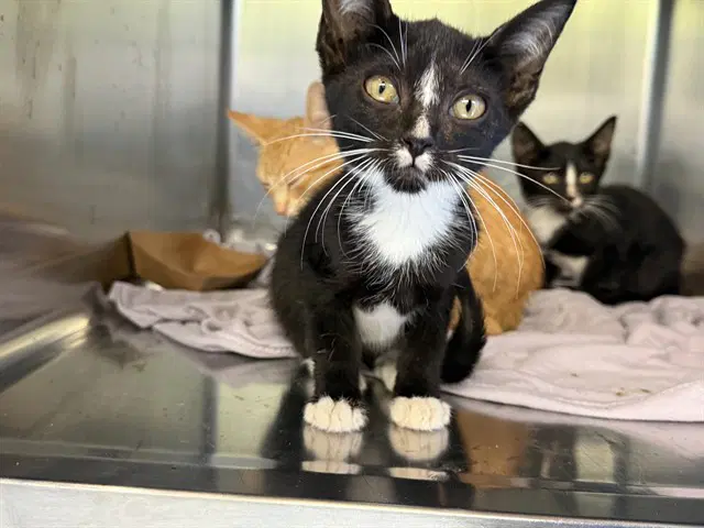 Unknown - Domestic Short Hair