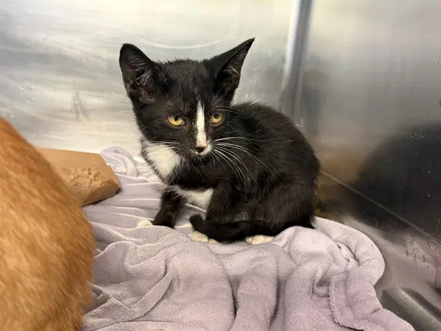 Unknown - Domestic Short Hair