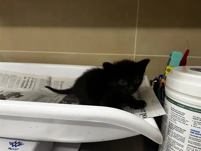 Taffy - Domestic Short Hair