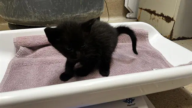 Dino - Domestic Short Hair