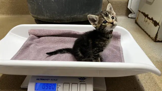 Saura - Domestic Short Hair