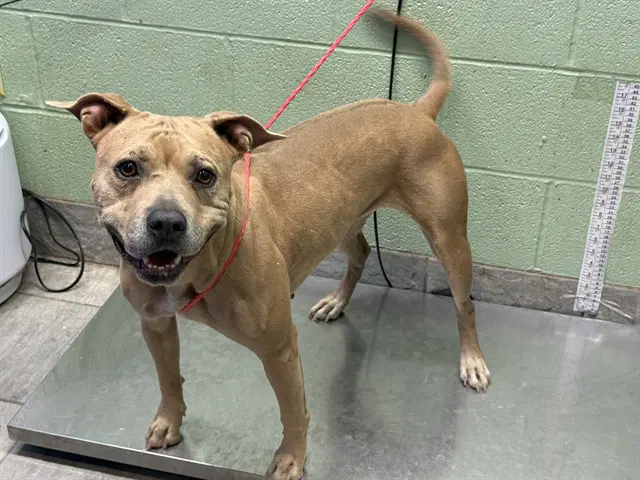 Mia - American Staffordshire Terrier