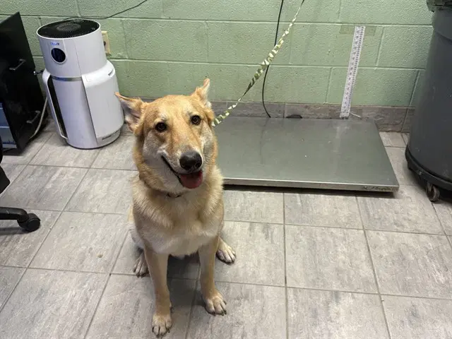 Axel - German Shepherd Dog