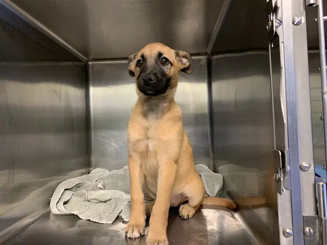 Stella - German Shepherd Dog