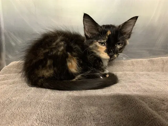 Harley Quinn - Domestic Medium Hair