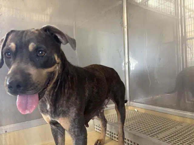 Ellie - American Staffordshire Terrier