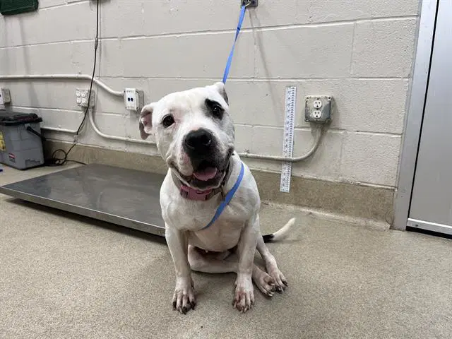 Unknown - American Staffordshire Terrier