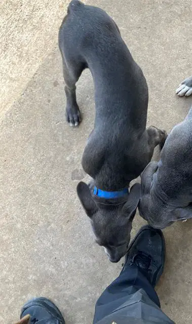 Tank - American Staffordshire Terrier