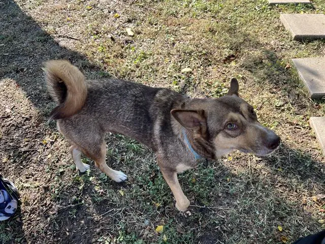 Percy - Husky