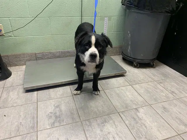 Tobiasavage - Border Collie