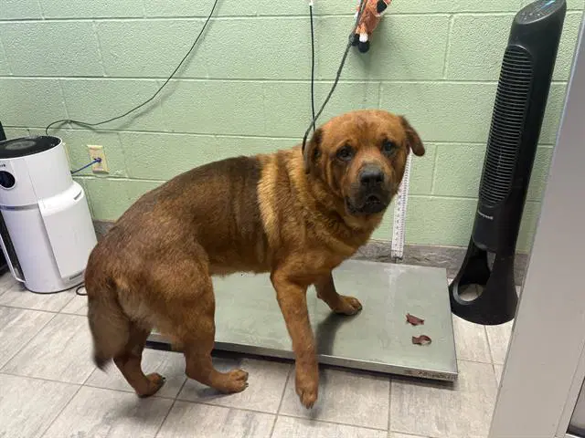 Oso - Chow Chow