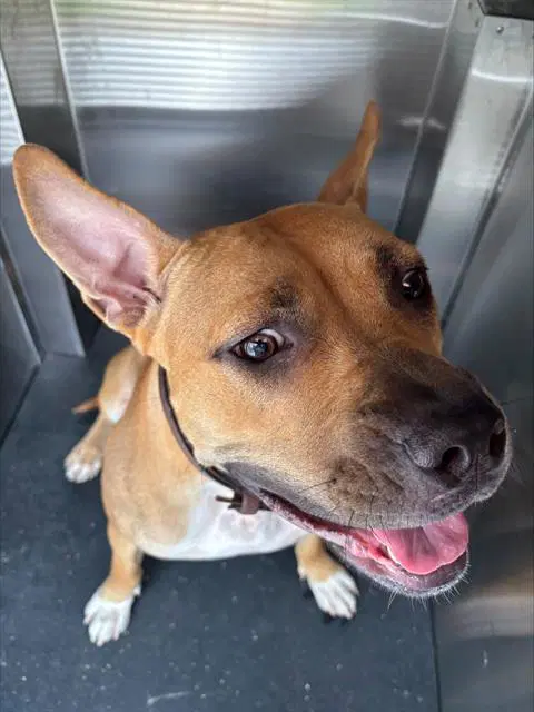 Momma Mayhem - American Staffordshire Terrier