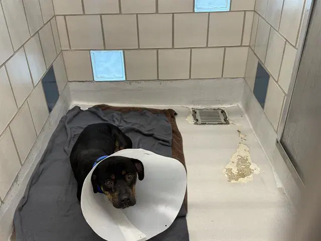 Tubbs - American Staffordshire Terrier
