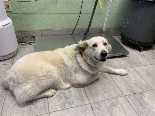picture of the dog needing adoption