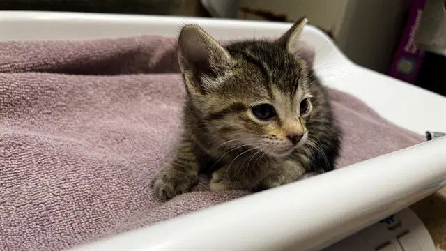 Princess Tutu - Domestic Short Hair