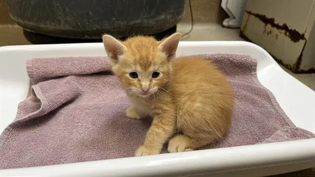 Fakir - Domestic Short Hair