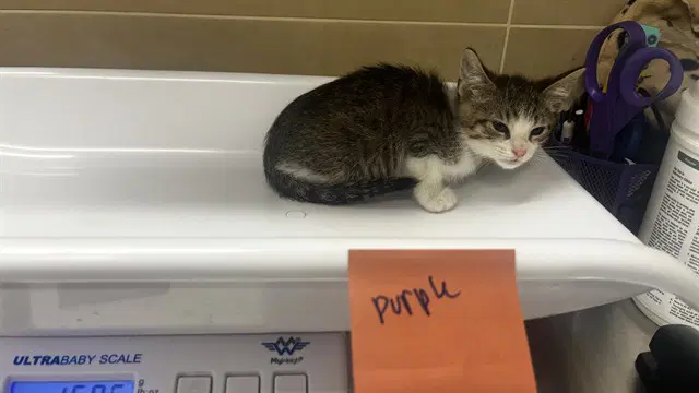 Bleu Cheese - Domestic Short Hair