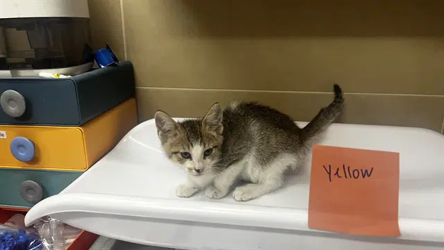 Munster Cheeser - Domestic Short Hair