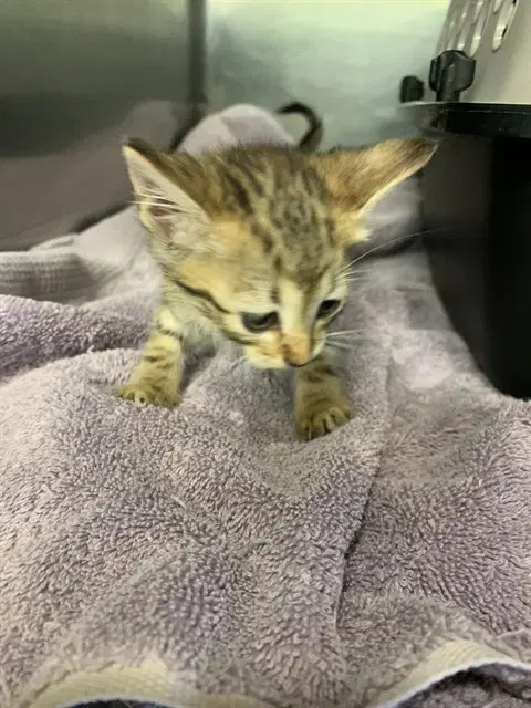 Jupiter - Domestic Short Hair