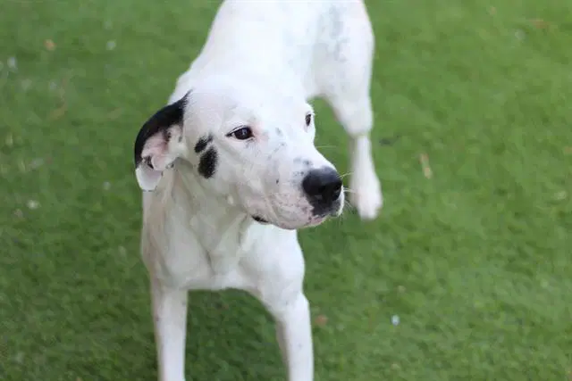 Honda - American Staffordshire Terrier