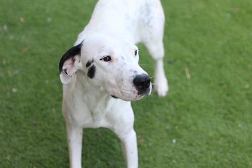 picture of the dog needing adoption