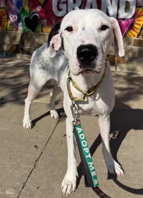 Honda - American Staffordshire Terrier