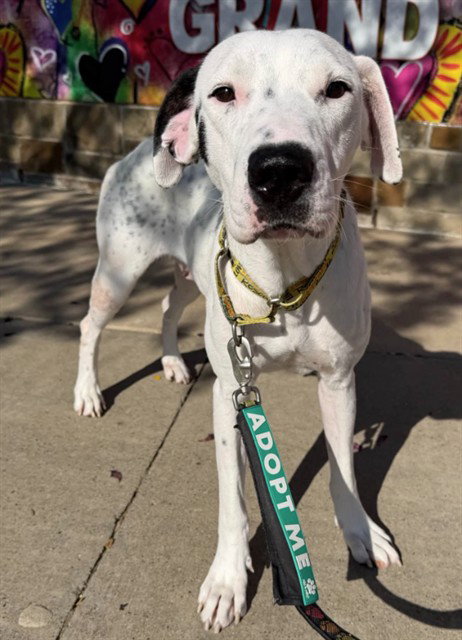 picture of the dog needing adoption