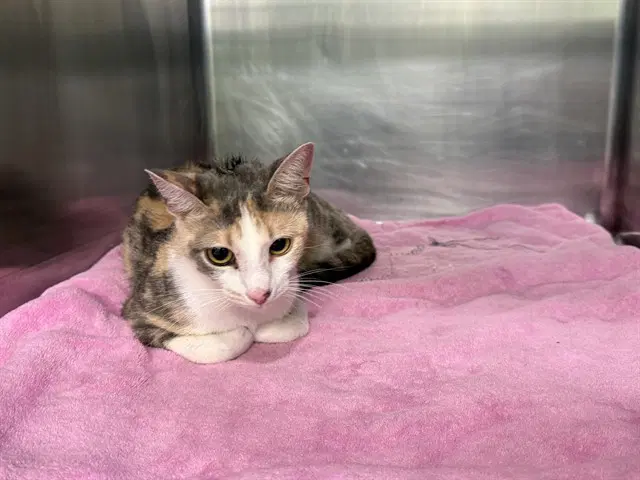 Stevie Nix - Domestic Short Hair
