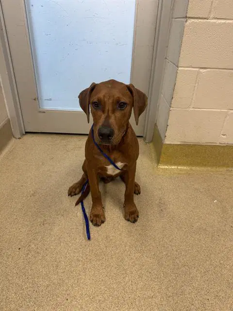 Mike - Plott Hound