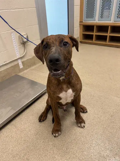 Ike - Plott Hound