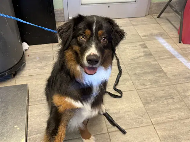 Toby - Australian Shepherd