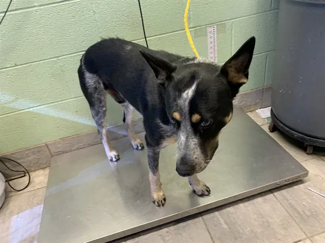 Dundee - Australian Cattle Dog/Blue Heeler