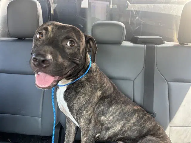 Sidecar - American Staffordshire Terrier