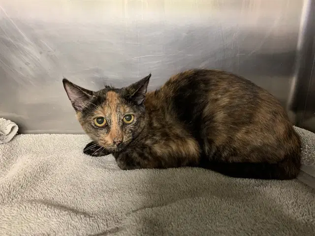 Mango - Domestic Short Hair