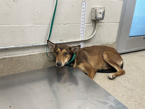 picture of the dog needing adoption