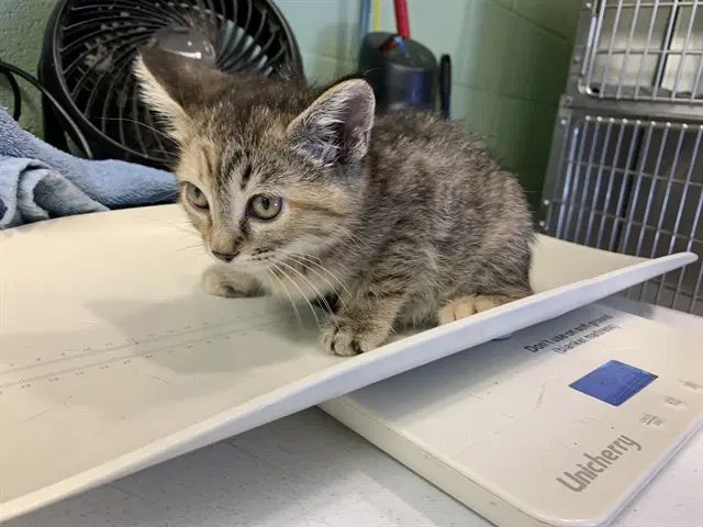 Indy - Domestic Short Hair