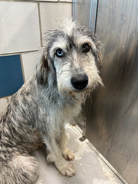 picture of the dog needing adoption