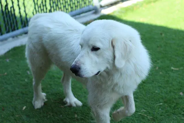 Yetti - Great Pyrenees