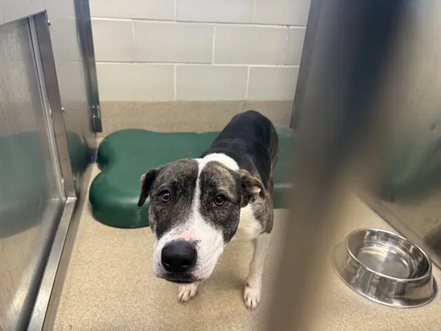 June Bug - American Pit Bull Terrier