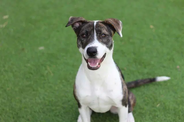 June Bug - American Pit Bull Terrier