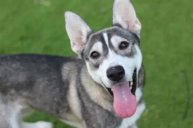 Celeste - Siberian Husky
