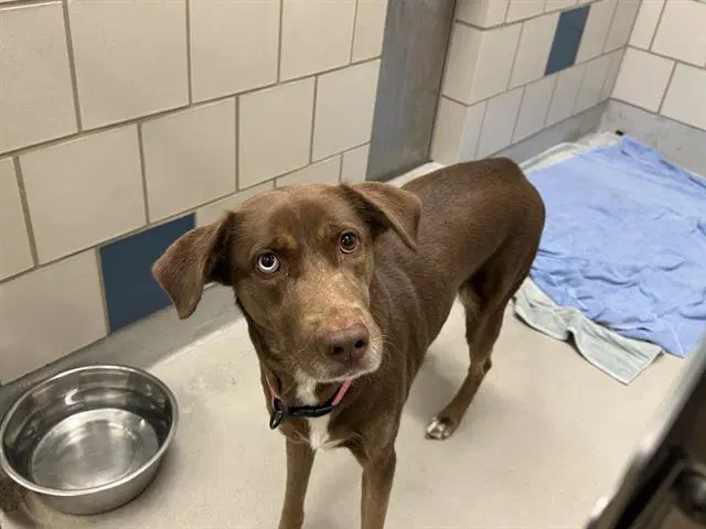 Cindy Lou - Labrador Retriever