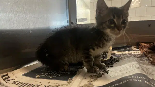 Fred - Domestic Short Hair