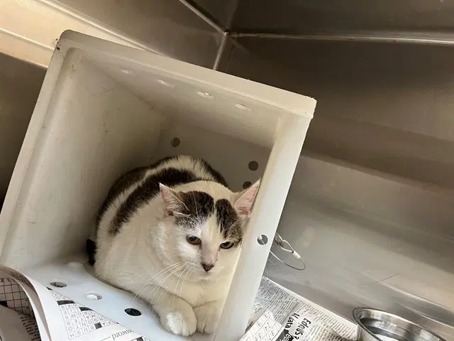 Aurora - Domestic Short Hair