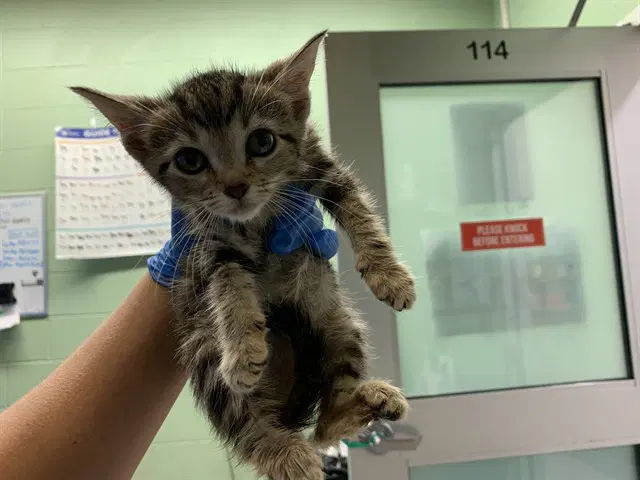 Science - Domestic Short Hair