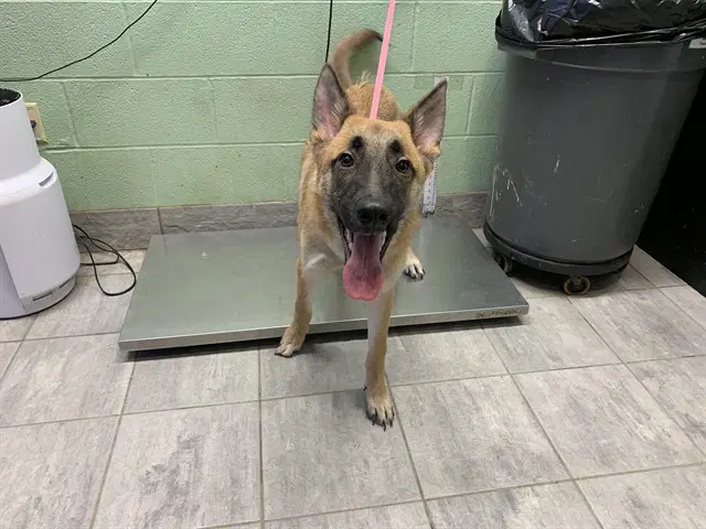 Rick - German Shepherd Dog