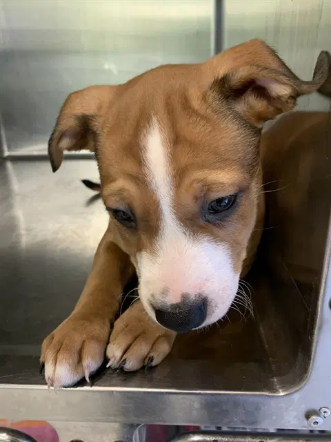 Ginger Spice - American Staffordshire Terrier