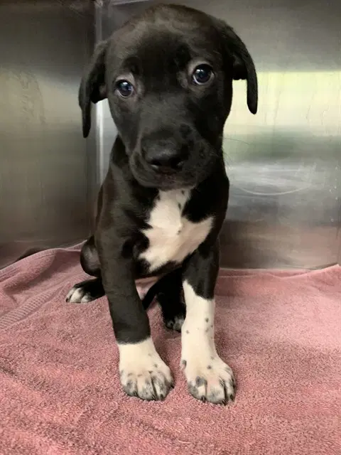 Mca - American Staffordshire Terrier