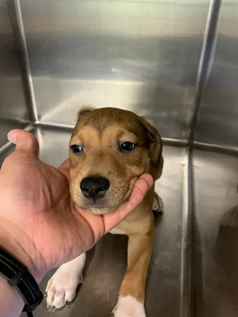 Scary Spice - American Staffordshire Terrier