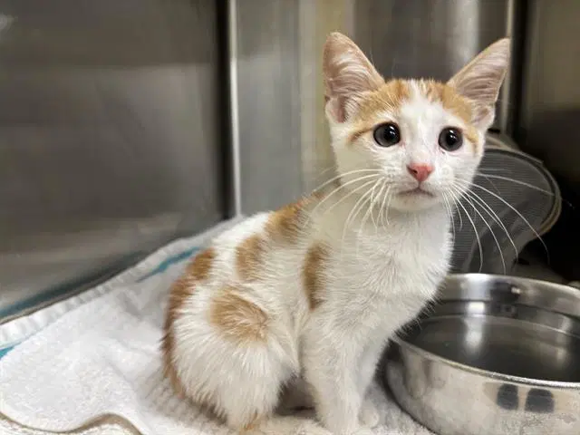 Unknown - Domestic Short Hair